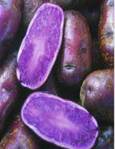 มันม่วง (Purple Sweet Potato) หัวใหญ่ / 50 เม็ด (นอก)