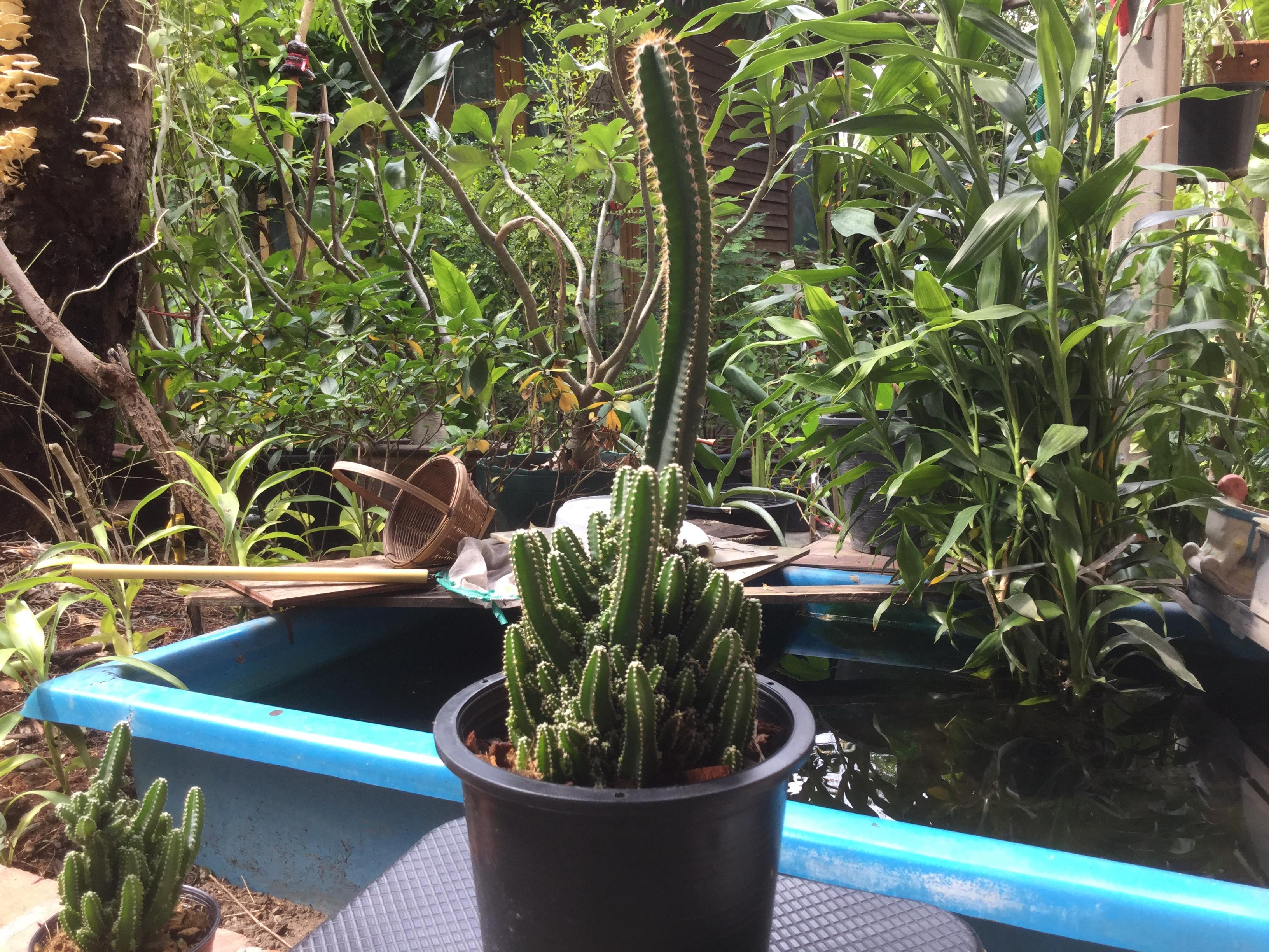 ต้นแคคตัสปราสาทนางฟ้า (Cereus peruvianus) สูง 25-45 ซ.ม. / ต้น