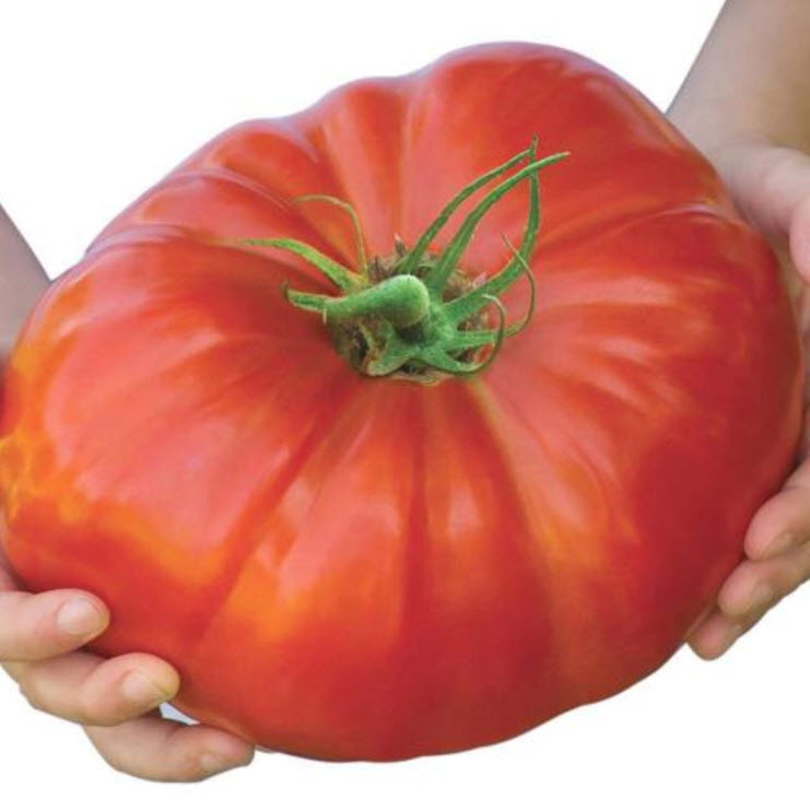 มะเขือเทศยักษ์ (Belgium Tomato) / 100 เม็ด