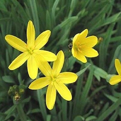 หญ้าบลูอาย (Blue-eyed grass) สีเหลือง / 10 เม็ด (USA)