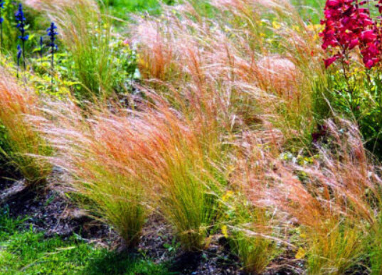 หญ้าขนนก หรือหญ้าขนยุโรป (Feather grass) / 10 เม็ด (UK)