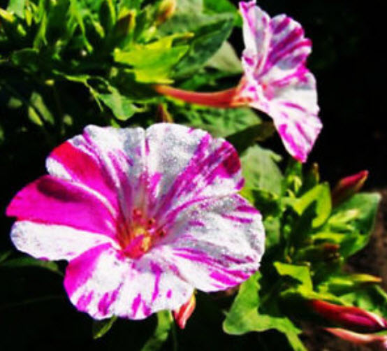 บานเย็น (Mirabilis Jalapa) สีด่าง คละ / ซอง 20 เม็ด (A251)