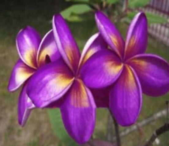 ลีลาวดี (Plumeria) คละ / 50 เม็ด (นอก)