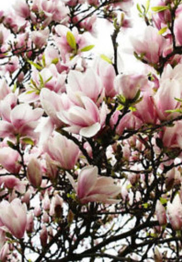 แม็กโนเลีย (Magnolia / Medinilla Magnifica) สีชมพู / 25 เม็ด