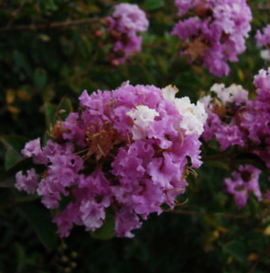 เมล็ดยี่เข่ง คละสี / 10 เม็ด (China)