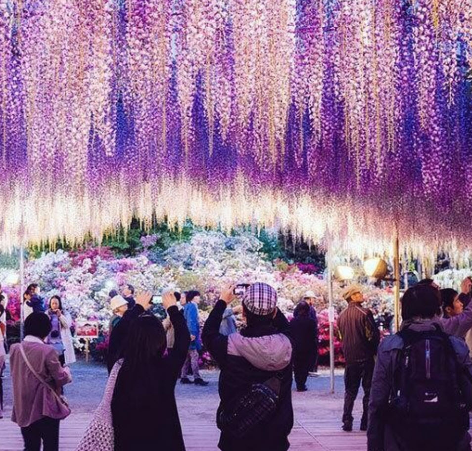 วิสทีเรีย (Wisteria) สีม่วง / 10 เม็ด (Singapore)