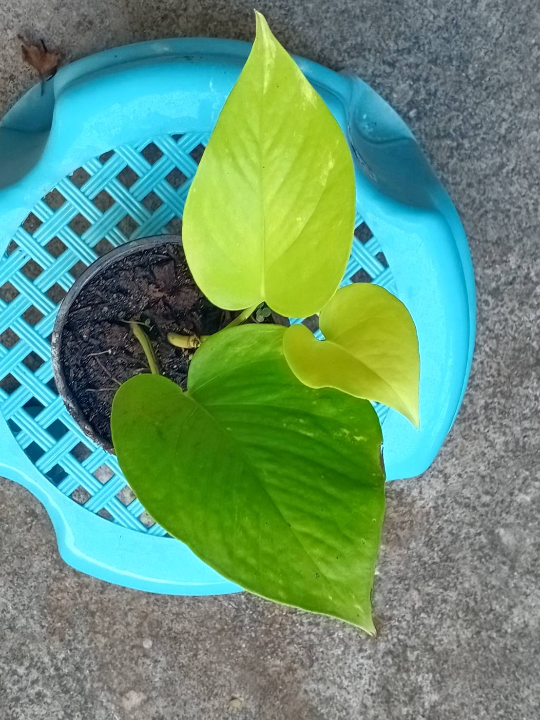 ต้นพลูด่างสองสี กระถาง 4 นิ้ว