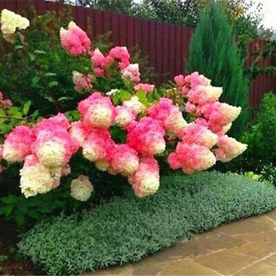 ไฮเดรนเยีย (Hydrangea) สตรอเบอรี่ / 20 เม็ด