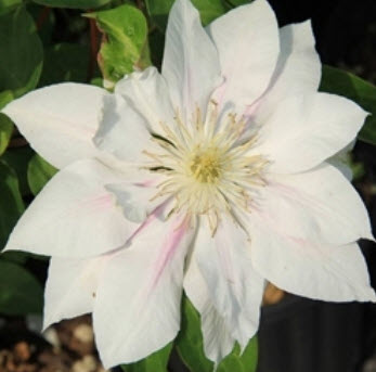 เคล็มแมททิส (Clematis) ขาว / 100 เม็ด