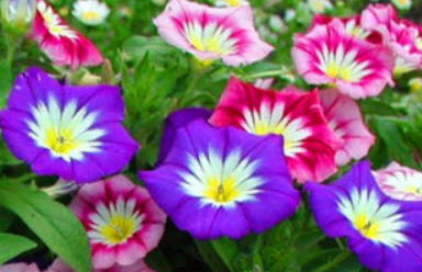 มอนิ่ง กลอรี่ แคระ - เอ็นไซน์ มิกซ์ (Dwarf Morning Glory Ensign Mix) / 170 เม็ด (UK)