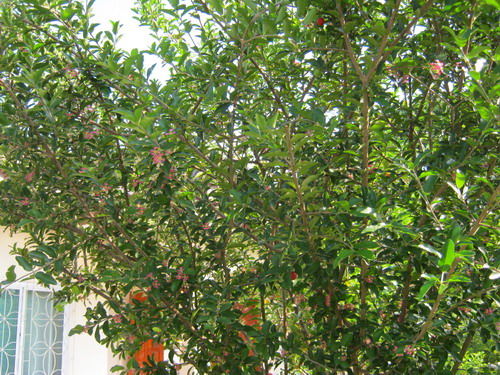 เมล็ดสดเชอรี่ (Cherry) / 20 เม็ด (ไทย)