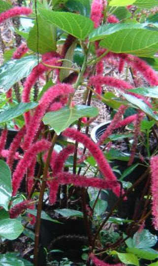 ต้นหางกระรอกแดง กระถาง สูง 30-50 ซ.ม. / ต้น