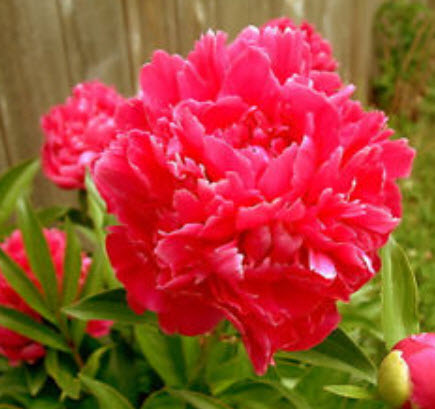 โบตั๋น (Peony) แดง / 20 เม็ด (นอก)
