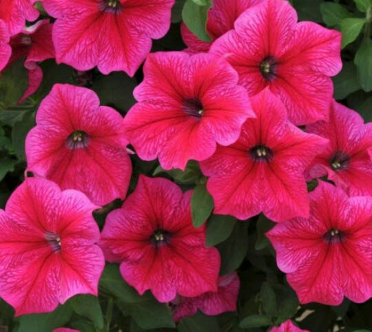 พิทูเนีย - โรส ออฟ เฮฟเว่น (Petunia - Rose of Heaven) / 4,000 เม็ด (UK)*