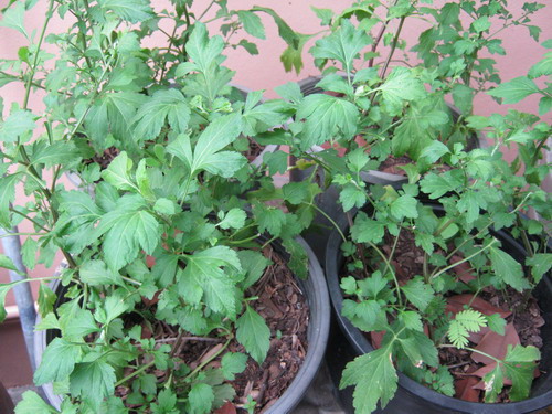 ต้นจิงจูฉ่าย (White mugwort) หรือเซเลอรี่ กระถาง 9 นิ้ว / ต้น