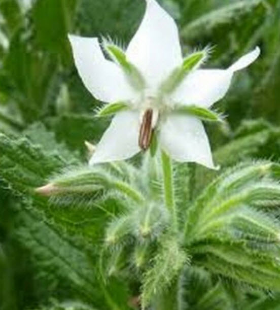 โบราจสีขาว (White Borage) / 10 เม็ด (USA)