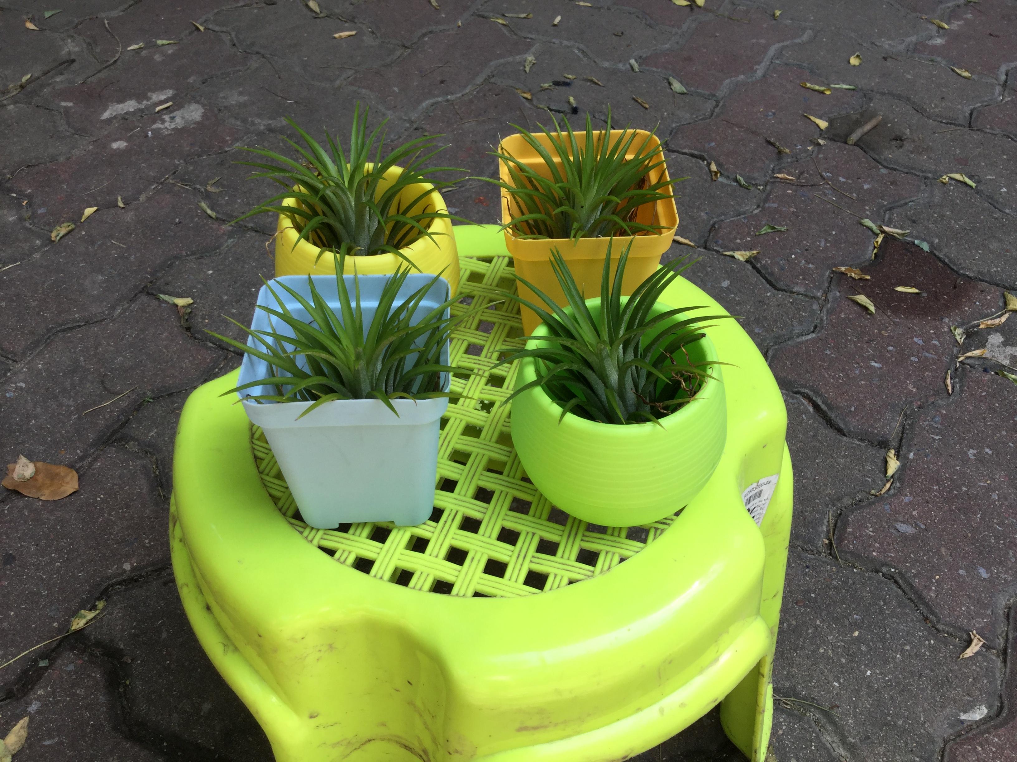 ต้นทิลแลนด์เซีย (Tillandsia) กระถางเล็ก / ต้น