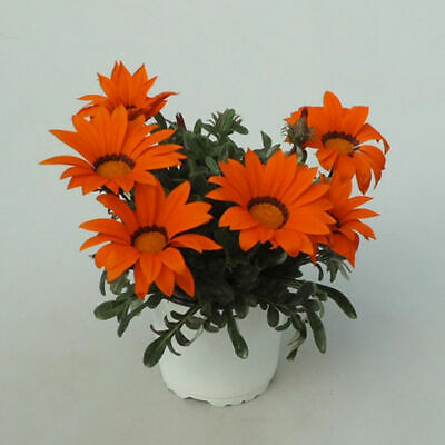 กาซาเนีย หรือพระจันทร์ทรงกลด (Gazania) คละ / 200 เม็ด