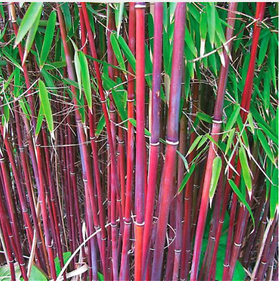 ไผ่โมโซยักษ์ (Giant Moso Bamboo) ปล้องแดง / 10 เม็ด (นอก)