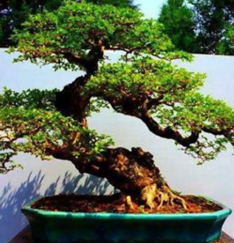 สนซีดาร์ บอนไซ (Cedar Bonsai) / 15 เม็ด (นอก)