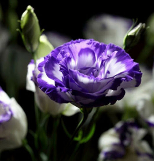 ไลซิแอนทัส (Lisianthus) สีม่วงเข้มซ้อนแซมขาว / 50 เม็ด