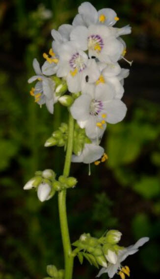 จาค็อบส์ แลดเดอร์ (Jacobs Ladder) สีขาว / 200 เม็ด (UK)