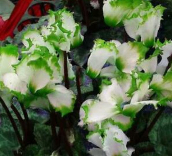 ไซคลาเมน (Cyclamen) สีเขียว / 10 เม็ด (China)
