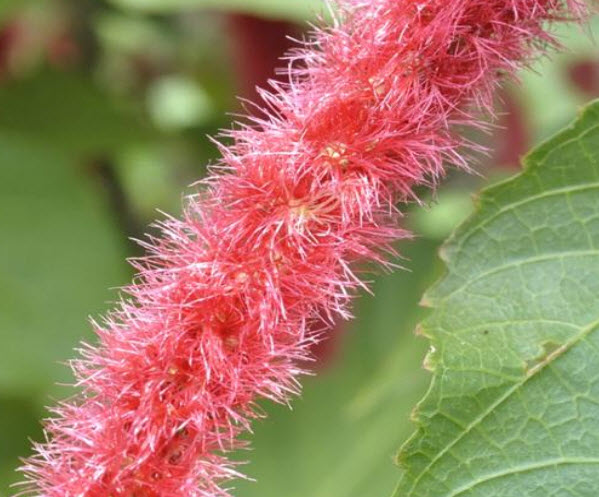 หางกระรอกแดง (Chenille plant) / 5 เม็ด (USA)