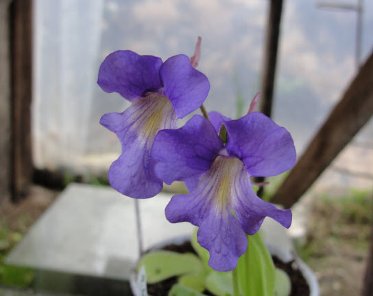 พิงกุย (Pinguicula) ดอกสีม่วง / 5 เม็ด (Spain)