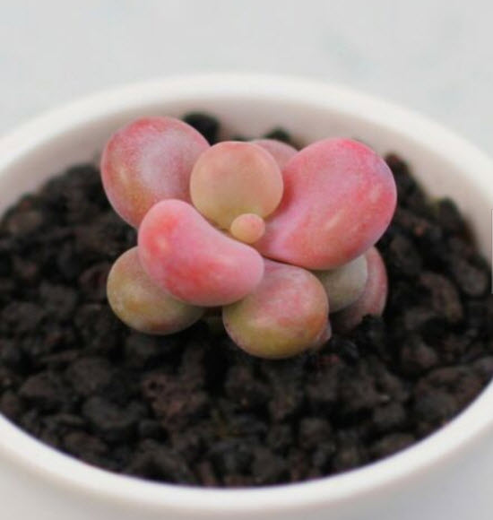 ไลท็อปส์ (Lithops) / 100 เม็ด