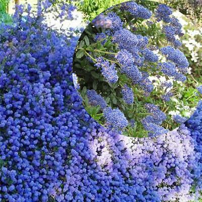 บลู เชียโนธัส (Blue Ceanothus) / 50 เม็ด (China)