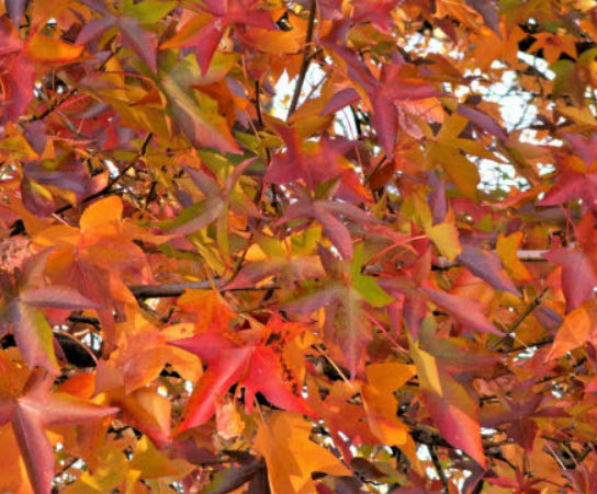 อเมริกัน สวีทกัม (American sweetgum) / 10 เม็ด (USA)