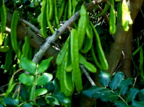 คารอป Carob พืชใช้แทนช็อคโกแลต โกโก้ ไม่มีคาเฟอีน / 20 เม็ด (Algeria)