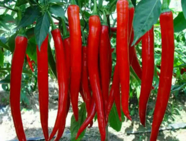 พริกแดงยักษ์ / 500 เม็ด