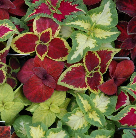 ฤาษีผสมแฟนซี (Rainbow Coleus) คละสี / 100 เม็ด (France)*