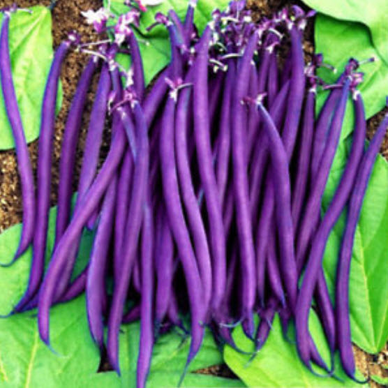 ถั่วแขกม่วง (Purple Bush Bean) / 40 เม็ด (นอก)