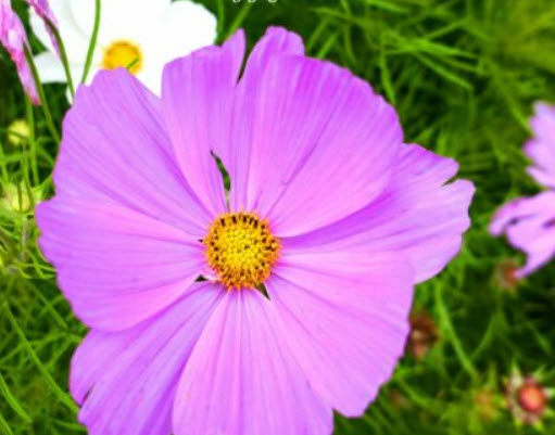 ดาวกระจาย เออลี่ เวก้า (Cosmos - Early Vega) / 100 เม็ด (UK)*