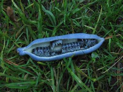 ไส้กรอกสีฟ้า (Blue Sausage / Decaisnea fargesii) / 10 เม็ด (Serbia)