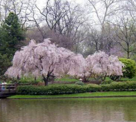 วีบพิ่ง ไฮแกน เชอรี่ (Weeping Higan Cherry) / 5 เม็ด (Russia)