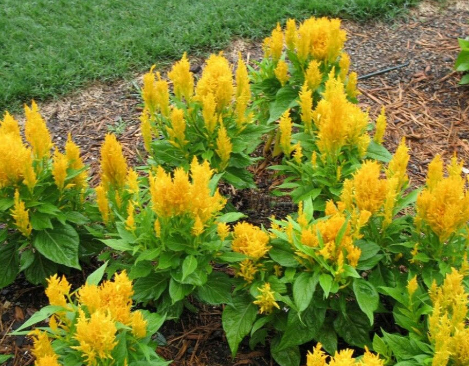 สร้อยไก่ (Plumed celosia) เหลือง / 100 เม็ด (นอก)