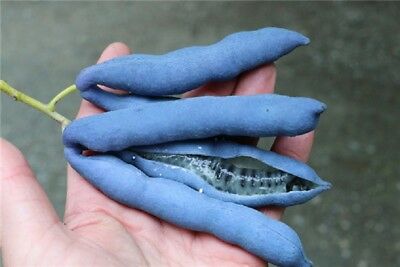 ไส้กรอกสีฟ้า (Blue Sausage) / 5 เม็ด (Serbia)