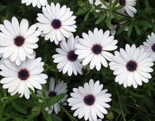 อัฟริกันเดซี่ (African Daisy) สีขาว / 30 เม็ด (UK)