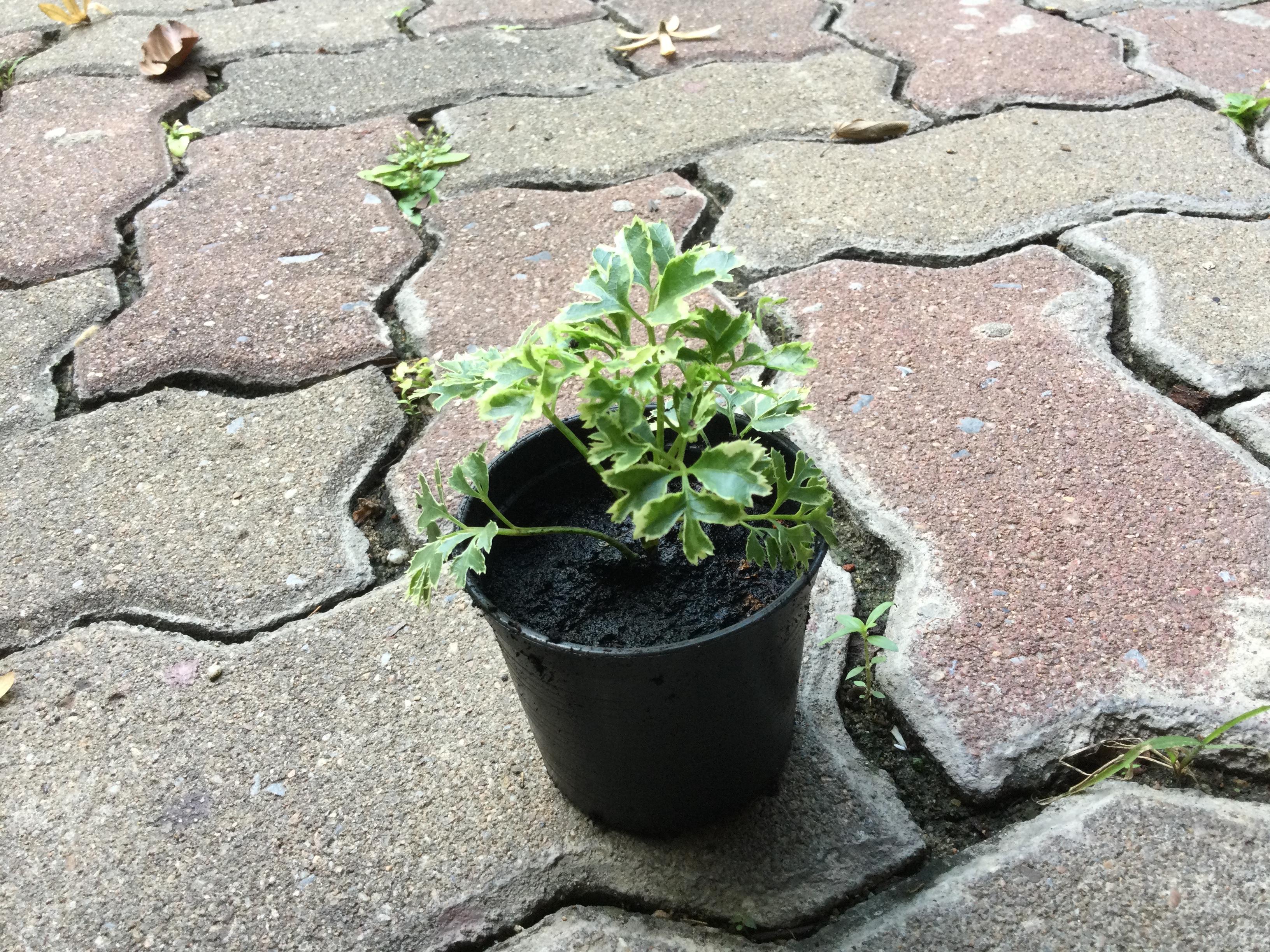 ต้นเล็บครุฑแคระ ใบด่าง กระถาง 2 นิ้ว