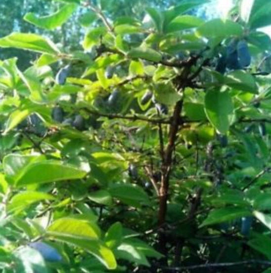 บลูเบอรี่สายน้ำผึ้ง (Honey Blueberry) / 200 เม็ด (นอก)