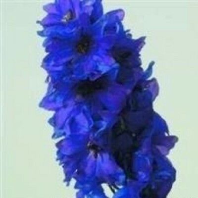 เดลฟิเนียม (Delphinium) สีน้ำเงิน / 25 เม็ด (UK)