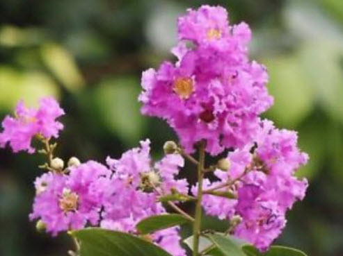 เมล็ดยี่เข่ง สีชมพู / 10 เม็ด (ไทย)