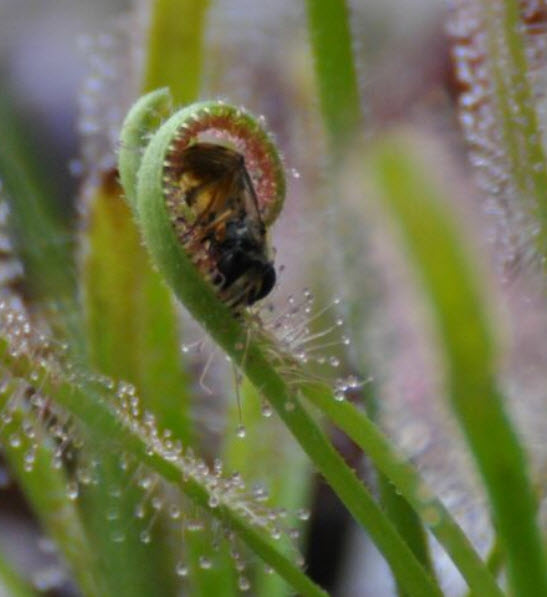 หยาดน้ำค้าง (Drosera Capensis) / 100 เม็ด (Germany)