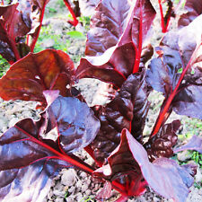สลัดผักกาดแดง (Red Leaf Lettuce) / ซอง 30 เม็ด (C051)