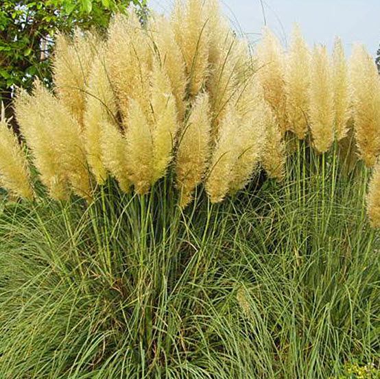 หญ้าภูเขา (pampas grass) สีเหลือง / 400 เม็ด (China)