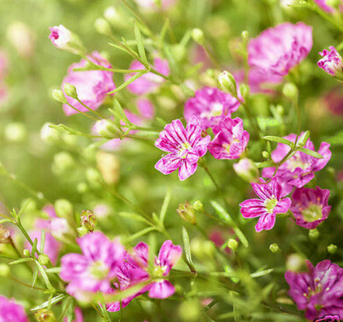 ยิปโซ คริมซัน (Crimson Gypsophila) / 2,000 เม็ด (UK)*